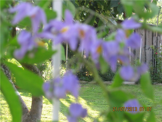 cvijet